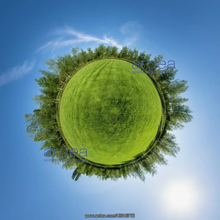 : 360 panorama, globe with meadow and deciduous trees : 360 panorama, globe with meadow and deciduous trees
