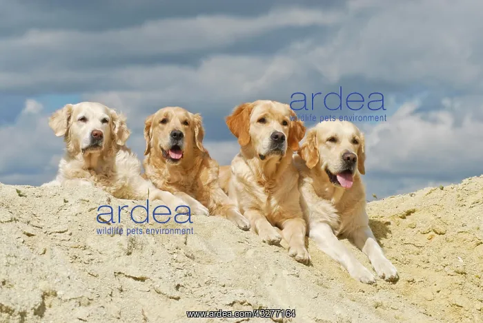 : 4 four Golden Retrievers lying on a sand hill : 4 four Golden Retrievers lying on a sand hill