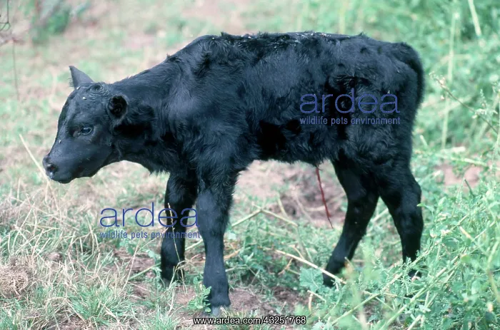 : Calf. 4-Hour-Old Calf. Aberdeen Angus / Holstein (Friesian) cross : Calf. 4-Hour-Old Calf. Aberdeen Angus / Holstein (Friesian) cross
