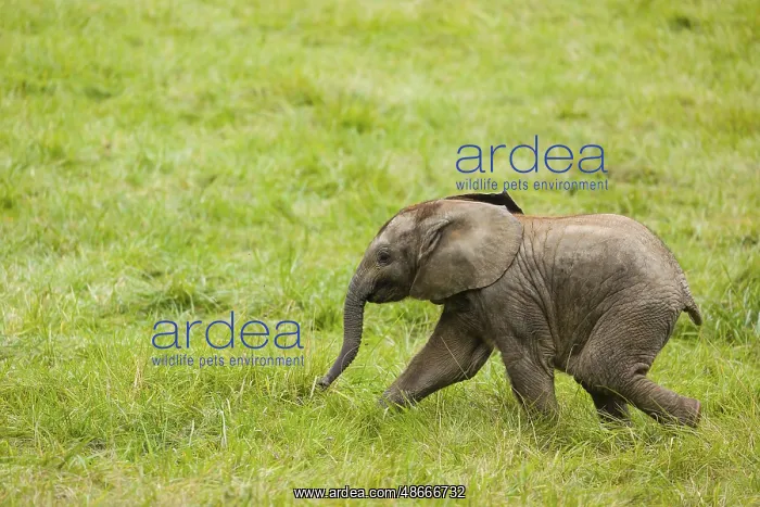 : 4 months old African baby elephant (Loxodonta africana) : 4 months old African baby elephant (Loxodonta africana)