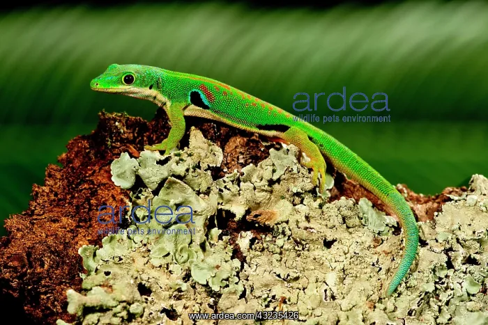 : 4 Spot Day Gecko, Phelsuma quadriocellata : 4 Spot Day Gecko, Phelsuma quadriocellata