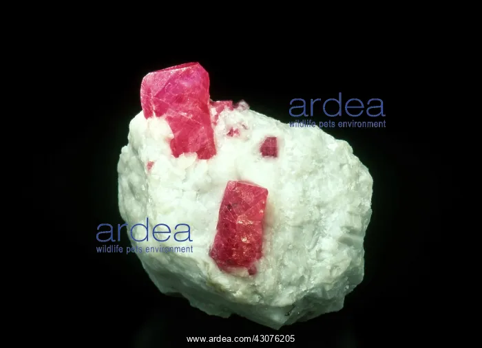 : Ruby on dolomite from Jegdalek, Kabul, Afghanistan : Ruby on dolomite from Jegdalek, Kabul, Afghanistan