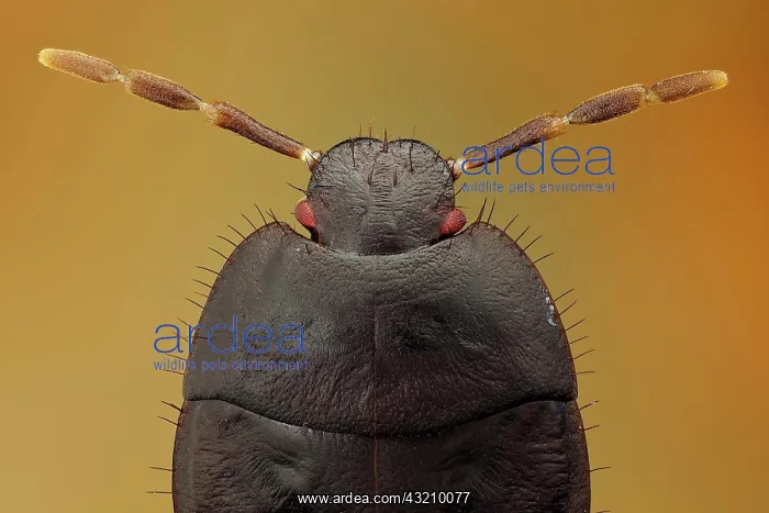 : 4th or 5th stadium larva of Cydnus aterrimus (Cy : 4th or 5th stadium larva of Cydnus aterrimus (Cy