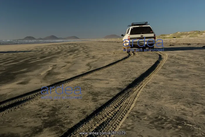 : 4wd vehicle on the beach at Cabo San Quintin : 4wd vehicle on the beach at Cabo San Quintin