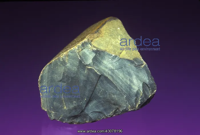 : Flint (sedimentary rock). United States. Specimen dimensions: 4x3.5x2.5 cm : Flint (sedimentary rock). United States. Specimen dimensions: 4x3.5x2.5 cm