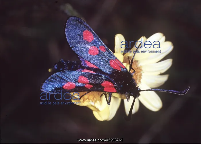 : 5 SPOT BURNET MOTH : 5 SPOT BURNET MOTH