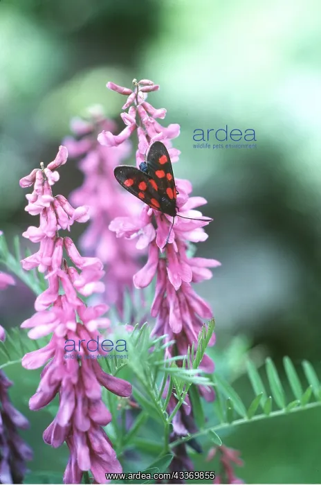 : 5-SPOT BURNET MOTH : 5-SPOT BURNET MOTH