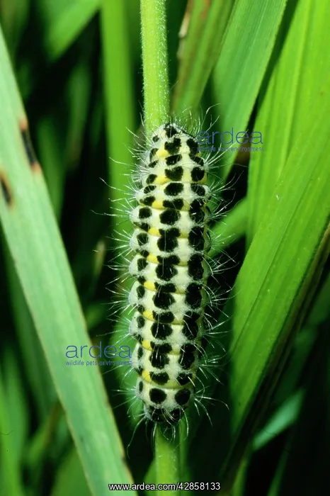 : 5-spot Burnet Moth - catapillar / larvae stage : 5-spot Burnet Moth - catapillar / larvae stage