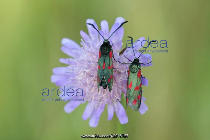 : 6-spot Burnet - two insects resting on scabious flower : 6-spot Burnet - two insects resting on scabious flower