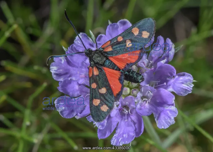 : A 6-spot Burnet Moth, Zygaena on Grass Leaved Sc : A 6-spot Burnet Moth, Zygaena on Grass Leaved Sc