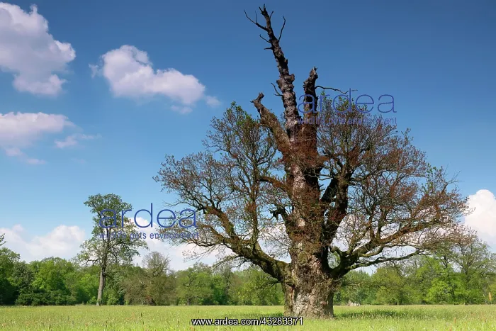  : 650 years old English oak (Quercus robur), blooming