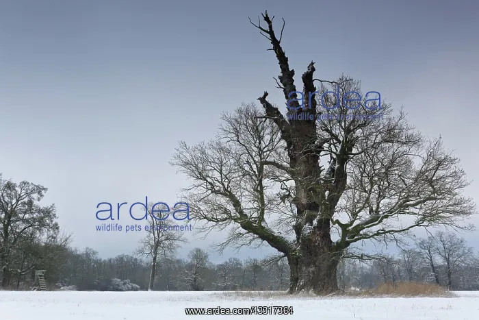 : 650 years old English oak (Quercus robur) in winter : 650 years old English oak (Quercus robur) in winter