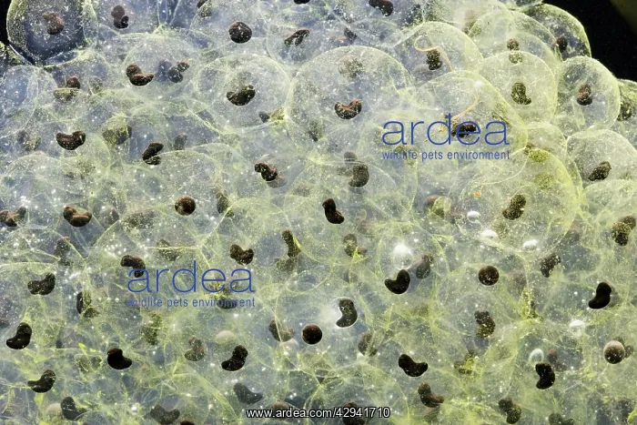 : 7 day old Frogspawn of common frog - 0.5 x at 35mm : 7 day old Frogspawn of common frog - 0.5 x at 35mm