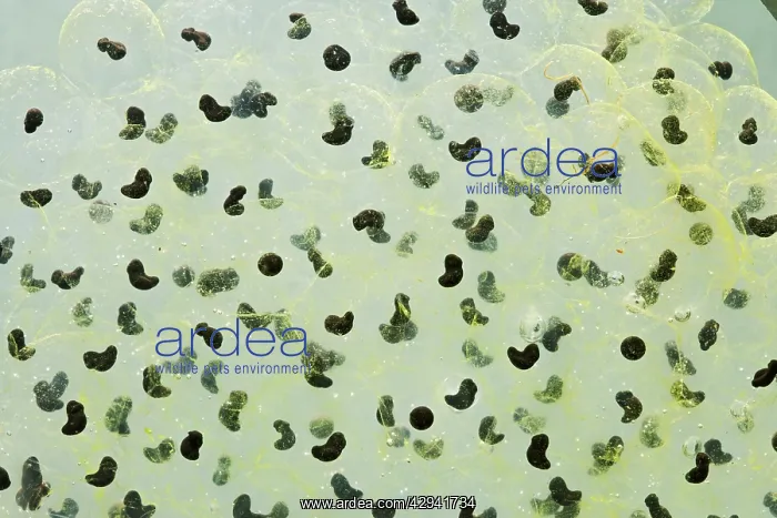 : 7 day old Frogspawn of common frog - 0.5 x at 35mm : 7 day old Frogspawn of common frog - 0.5 x at 35mm