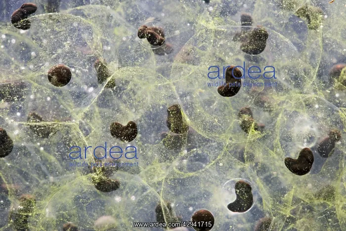 : 7 day old Frogspawn of common frog - 1 x at 35mm : 7 day old Frogspawn of common frog - 1 x at 35mm