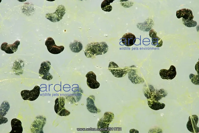 : 7 day old Frogspawn of common frog - 1 x at 35mm : 7 day old Frogspawn of common frog - 1 x at 35mm
