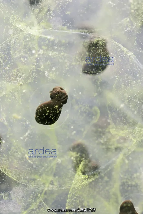  : 7 day old Frogspawn of common frog - 2 x at 35mm