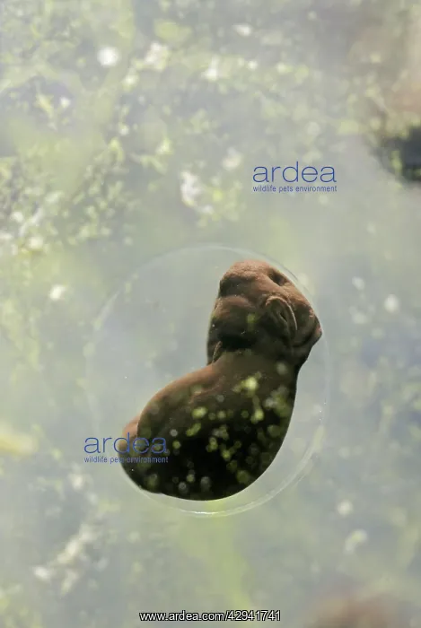 : 7 day old Frogspawn of common frog - 4 x at 35mm : 7 day old Frogspawn of common frog - 4 x at 35mm