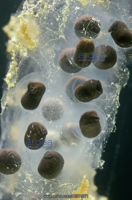 : 7 days old Toadspawn of common toad - 2 x at 35mm : 7 days old Toadspawn of common toad - 2 x at 35mm