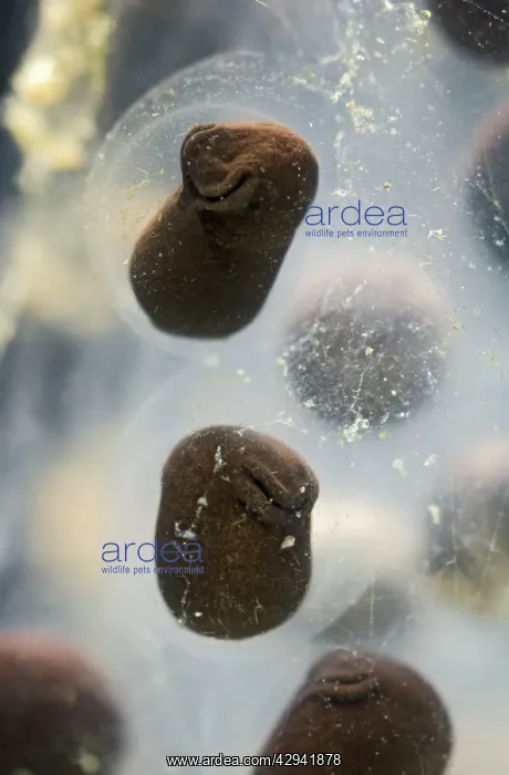 : 7 days old Toadspawn of common toad - 4 x at 35mm : 7 days old Toadspawn of common toad - 4 x at 35mm