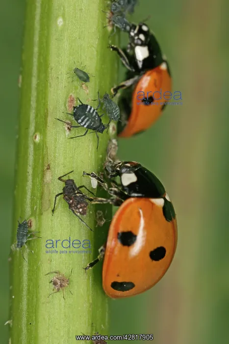 : 7-Spot Ladybird -2 eating Aphids : 7-Spot Ladybird -2 eating Aphids