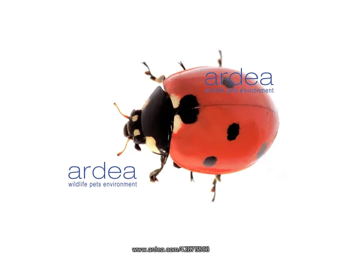 : 7-spot Ladybird : 7-spot Ladybird