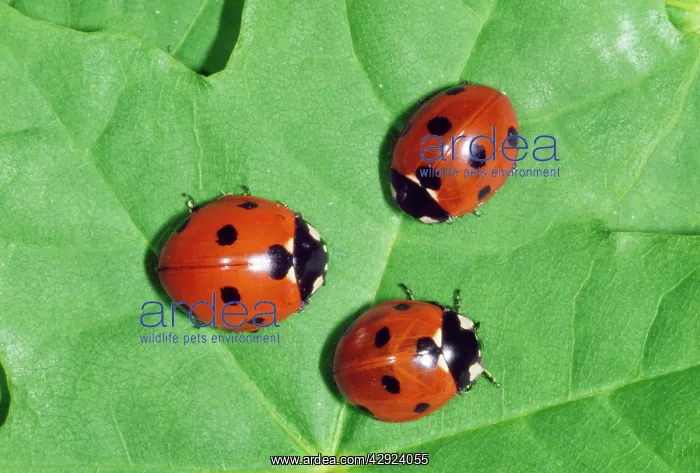  : 7-spot Ladybird