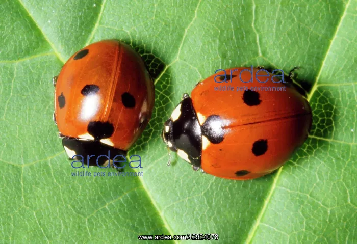 : 7-spot Ladybird : 7-spot Ladybird