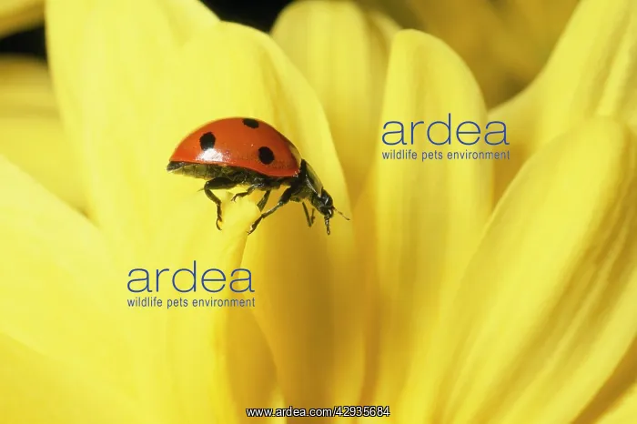 : 7-spot Ladybird : 7-spot Ladybird