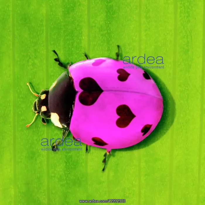 : 7-spot Ladybird : 7-spot Ladybird