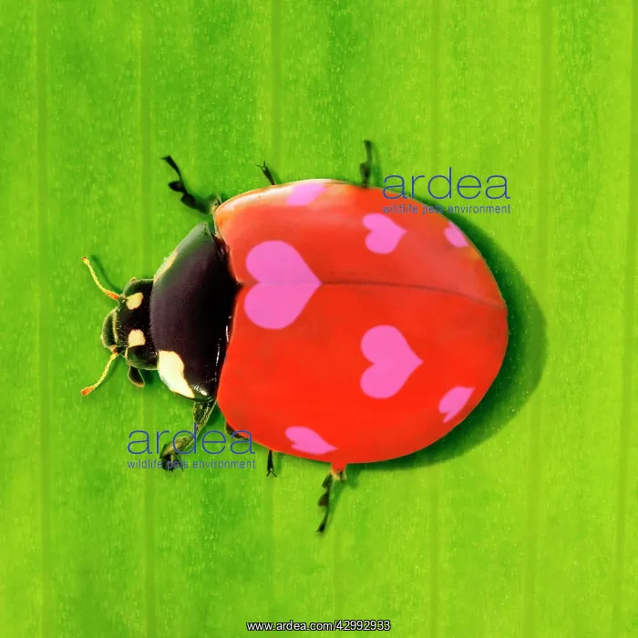 : 7-spot Ladybird : 7-spot Ladybird