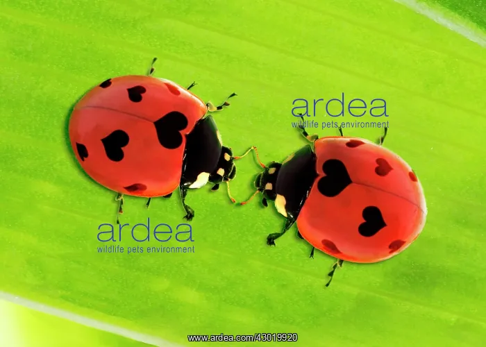 : 7-spot Ladybird : 7-spot Ladybird