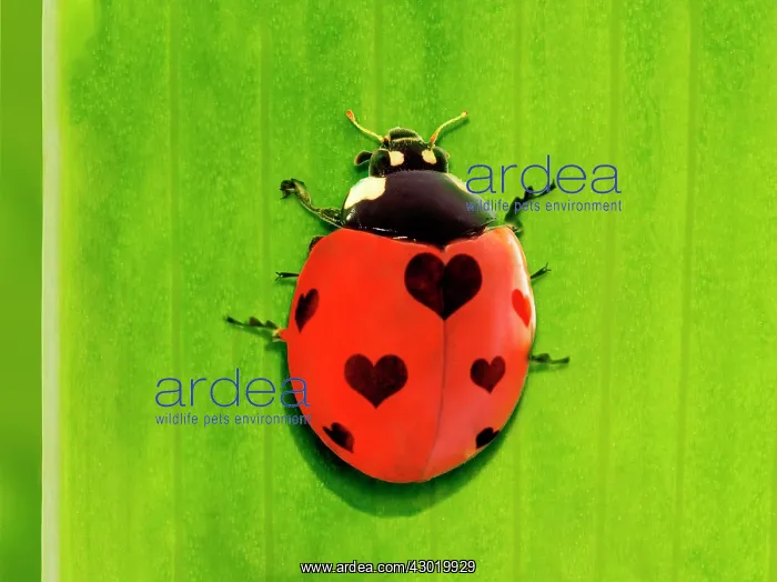 : 7-spot Ladybird : 7-spot Ladybird