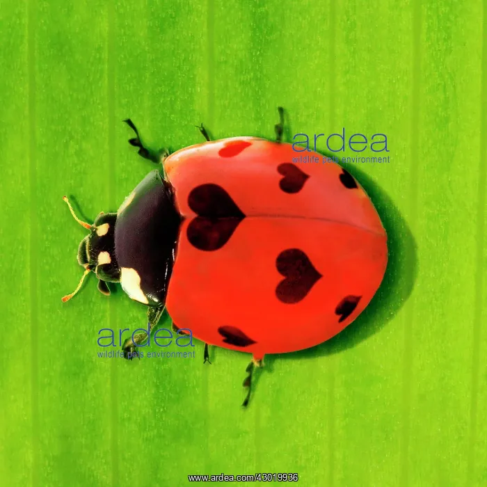 : 7-spot Ladybird : 7-spot Ladybird