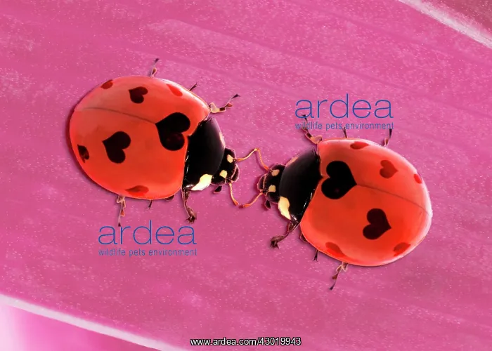  : 7-spot Ladybird