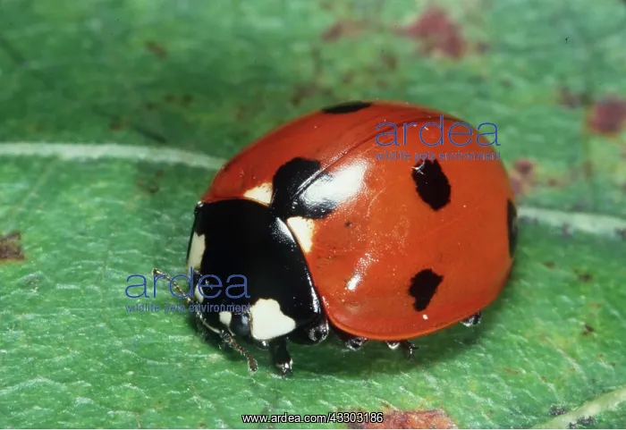 : 7-SPOT LADYBIRD : 7-SPOT LADYBIRD