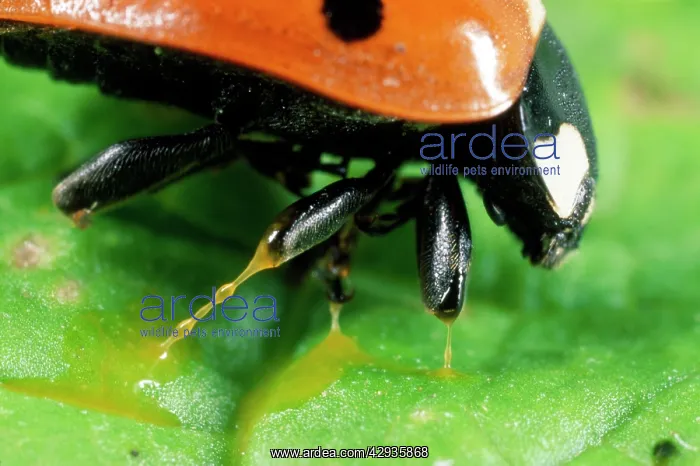 : 7-Spot Ladybird - autobleeding : 7-Spot Ladybird - autobleeding