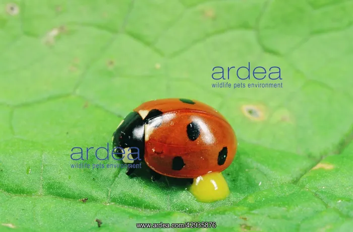 : 7-Spot LADYBIRD - autobleeding : 7-Spot LADYBIRD - autobleeding