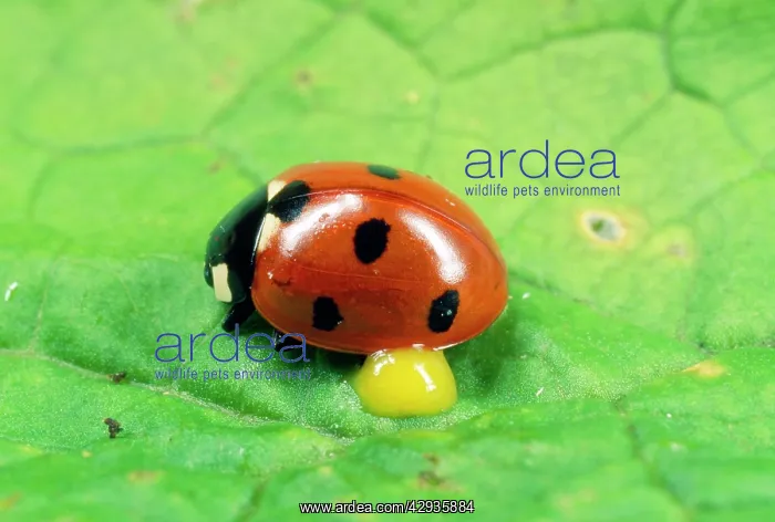  : 7-spot Ladybird - autobleeding