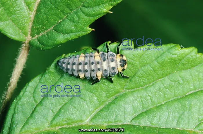 : 7-spot LADYBIRD - Carnivorous larvae of : 7-spot LADYBIRD - Carnivorous larvae of