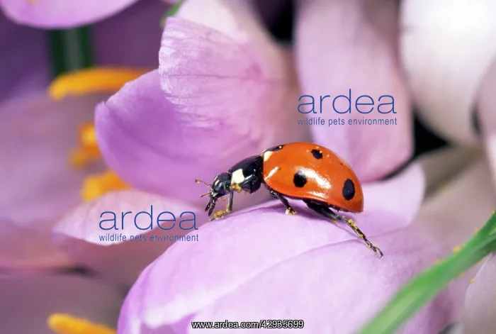 : 7-spot Ladybird - crawling over Crocus : 7-spot Ladybird - crawling over Crocus