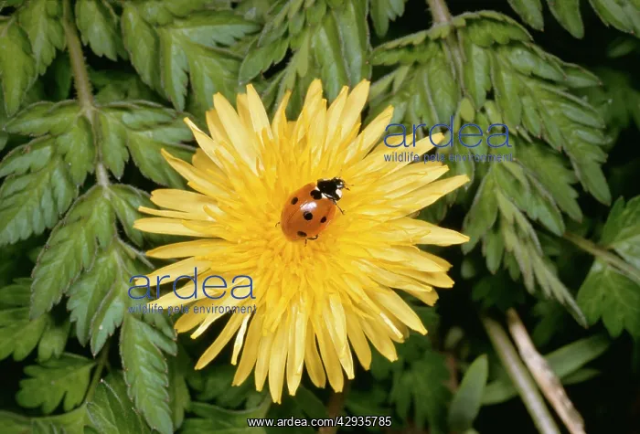 : 7-Spot Ladybird - On Dandelion flower : 7-Spot Ladybird - On Dandelion flower