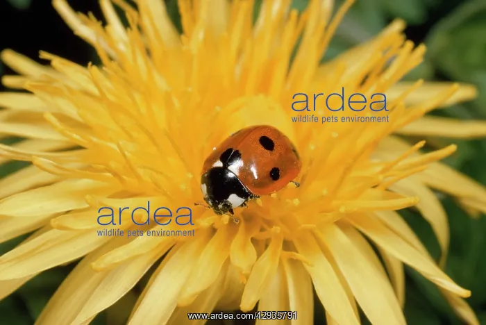 : 7-spot Ladybird - on dandelion flower : 7-spot Ladybird - on dandelion flower