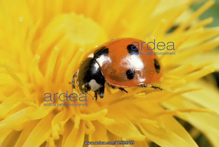 : 7-SPOT LADYBIRD - on Dandelion flower : 7-SPOT LADYBIRD - on Dandelion flower