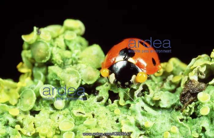 : 7-spot Ladybird - defensive autobleeding : 7-spot Ladybird - defensive autobleeding