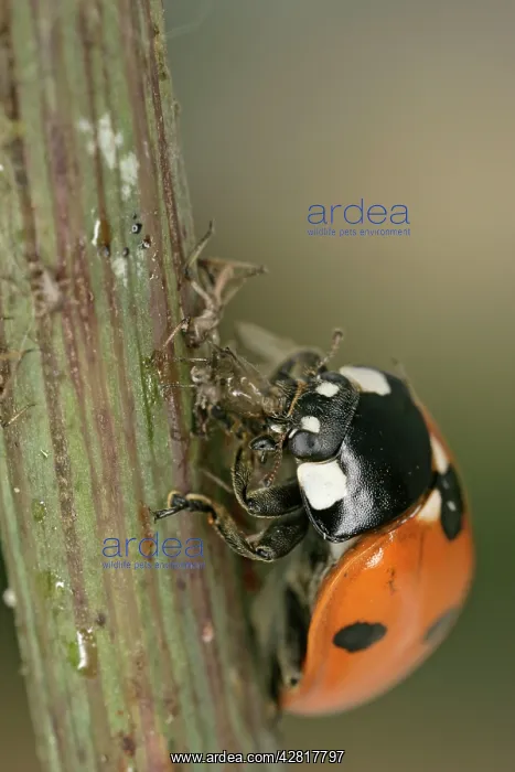  : 7-Spot Ladybird - eating aphid