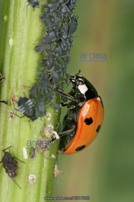 : 7-Spot Ladybird - eating Aphid : 7-Spot Ladybird - eating Aphid