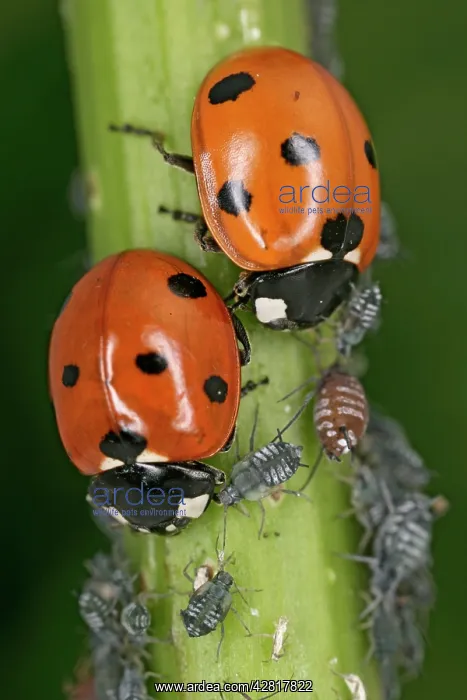 : 7-Spot Ladybird - two eating aphids : 7-Spot Ladybird - two eating aphids