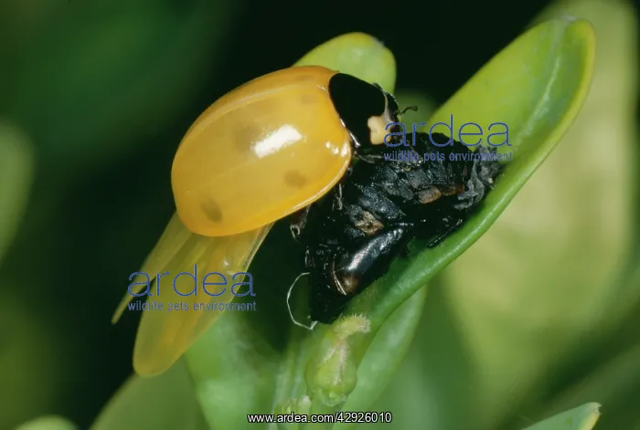 : 7-Spot Ladybird - emerging from pupae : 7-Spot Ladybird - emerging from pupae