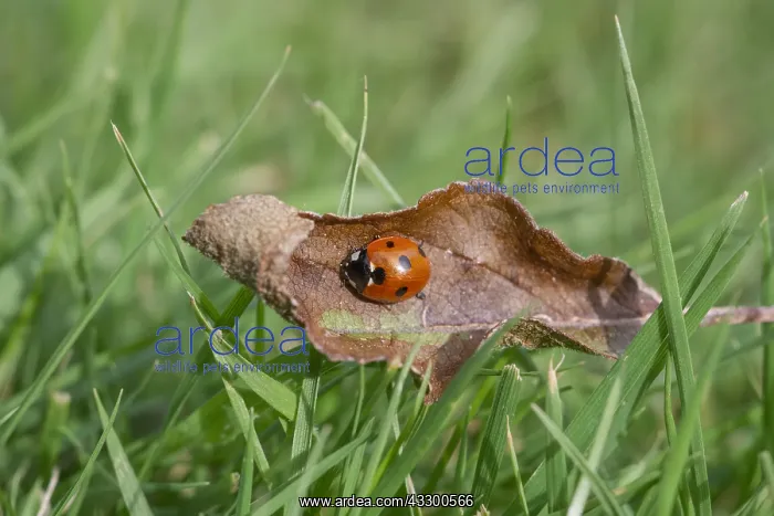 : 7-spot Ladybird on fallen leaf - Norfolk UK : 7-spot Ladybird on fallen leaf - Norfolk UK